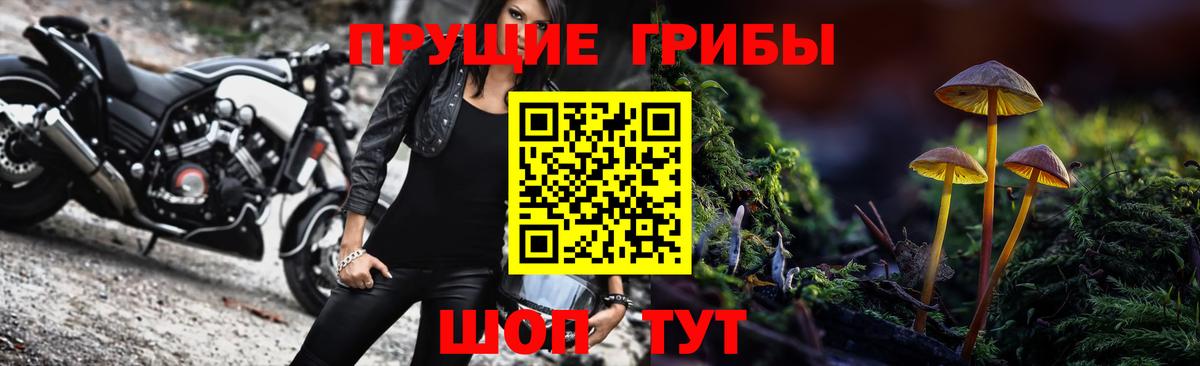 Псилоцибиновые грибы Psilocybe Котлас